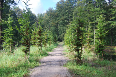Afbeelding - Landgoed Ampsen